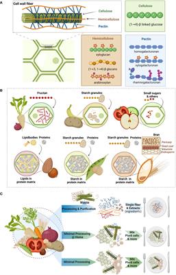 Intrinsic dietary fibers and the gut microbiome: Rediscovering the benefits of the plant cell matrix for human health